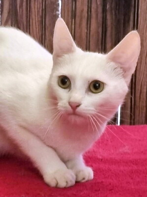WILMA - R E S E R V I E R T !!!!! aufgeschlossen und freundlich, verschmust, verspielt, neugierig, hundeverträglich, Mischling - Katze