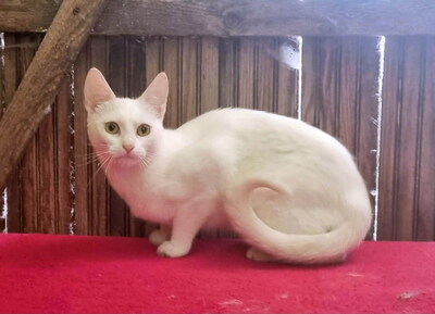 WILMA - R E S E R V I E R T !!!!! aufgeschlossen und freundlich, verschmust, verspielt, neugierig, hundeverträglich, Mischling - Katze