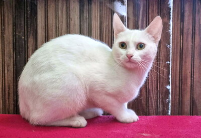 WILMA - R E S E R V I E R T !!!!! aufgeschlossen und freundlich, verschmust, verspielt, neugierig, hundeverträglich, Mischling - Katze