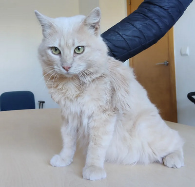 Walter - sucht dingend eine Familie, Angora-Mix - Kater
