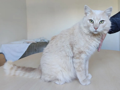 Walter - sucht dingend eine Familie, Angora-Mix - Kater