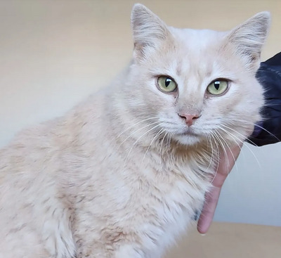 Walter - sucht dingend eine Familie, Angora-Mix - Kater