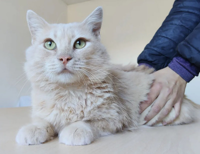 Walter - sucht dingend eine Familie, Angora-Mix - Kater