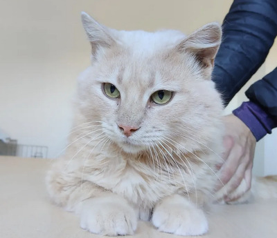 Walter - sucht dingend eine Familie, Angora-Mix - Kater