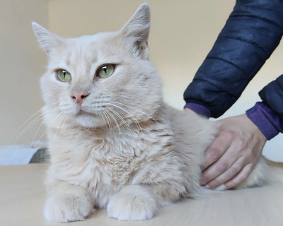 Walter - sucht dingend eine Familie, Angora-Mix - Kater