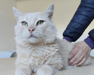 Walter - sucht dingend eine Familie, Angora-Mix - Kater