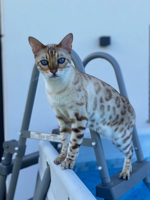 Whisky + Toni, 2 Bengalen - Kater