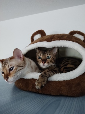 Whisky + Toni, 2 Bengalen - Kater