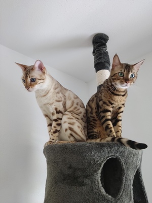 Whisky + Toni, 2 Bengalen - Kater