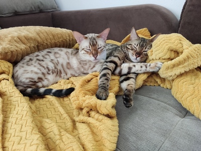 Whisky + Toni, 2 Bengalen - Kater