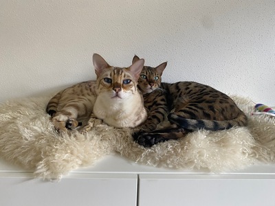 Whisky + Toni, 2 Bengalen - Kater