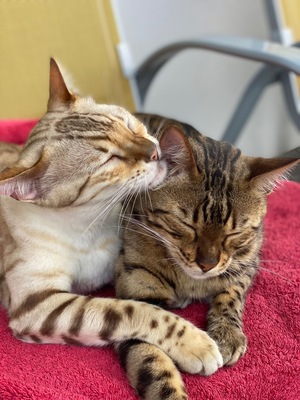 Whisky + Toni, 2 Bengalen - Kater