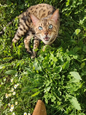 Whisky + Toni, 2 Bengalen - Kater