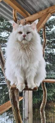 White Dragon, Maine Coon - Kater 1