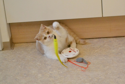 Whitney, Britisch Kurzhaar - Katze