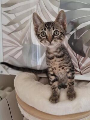 Will (getigert) und Grace (schwarz-weiß) - (geb. April 2026), EKH - Kater