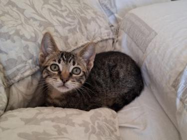 Will (getigert) und Grace (schwarz-weiß) - (geb. April 2026), EKH - Kater