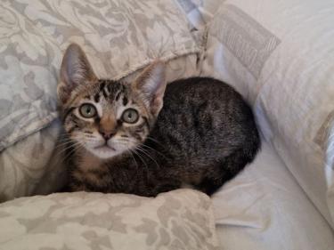 Will (getigert) und Grace (schwarz-weiß) - (geb. April 2026), EKH - Kater