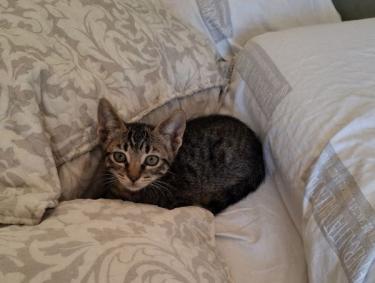 Will (getigert) und Grace (schwarz-weiß) - (geb. April 2026), EKH - Kater