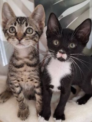 Will und Grace (geb. April 26), EKH - Katze