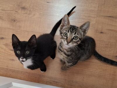 Will und Grace (geb. April 26), EKH - Katze