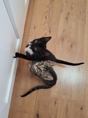 Will und Grace (geb. April 26), EKH - Katze