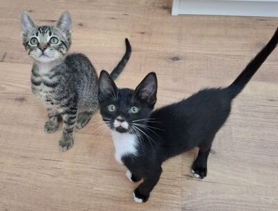 Will und Grace (geb. April 26), EKH - Katze