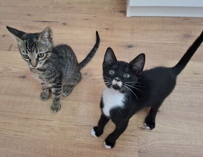 Will und Grace (geb. April 26), EKH - Katze