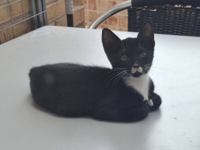 Will und Grace (geb. April 26), EKH - Katze