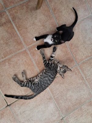 Will und Grace (geb. April 26), EKH - Katze