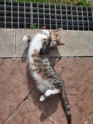 Willi, Bauernhofkatze Jungtier - Kater