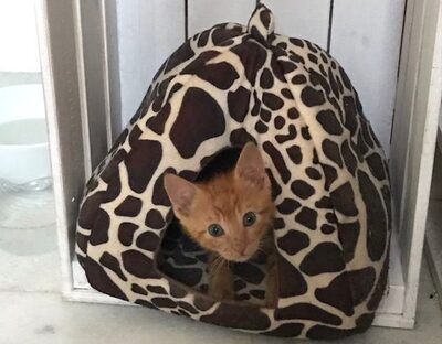 Willy - Fröhliches Schmusekaterchen, ca. 4 Monate, Mischling Jungtier - Kater