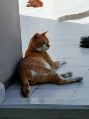 Wind um die Nase: BUCK (ALO) - Kater