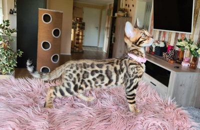 Wunderschöne Bengal Kitten gechipt geimpft mit Stammbaum, Bengal reinrassig Jungtier - Kater 1
