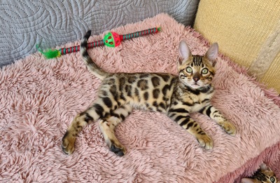 Wunderschöne Bengal Kitten gechipt geimpft mit Stammbaum, Bengal reinrassig Jungtier - Kater