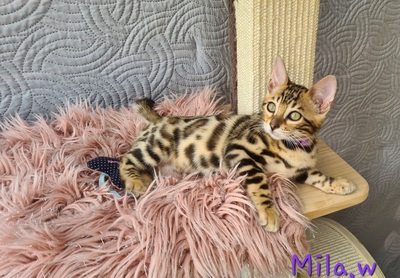 Wunderschöne Bengal Kitten gechipt geimpft mit Stammbaum, Bengal reinrassig Jungtier - Kater