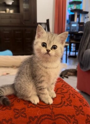 Wunderschöne Bkh Kitten zu verkaufen, BKH - Kater