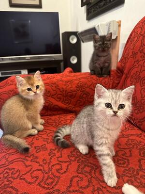 Wunderschöne Bkh Kitten zu verkaufen, BKH - Kater