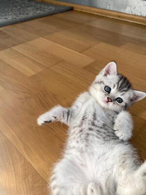 Wunderschöne Britisch Kurzhaar Kätzchen suchen ab sofort ein neues Zuhause!, Britisch Kurzhaar Jungtier - Katze