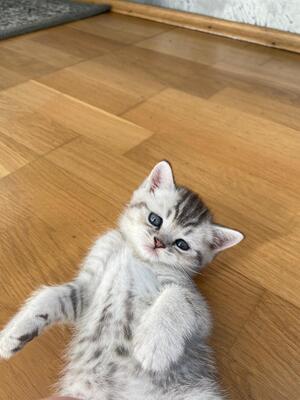 Wunderschöne Britisch Kurzhaar Kätzchen suchen ab sofort ein neues Zuhause!, Britisch Kurzhaar Jungtier - Katze