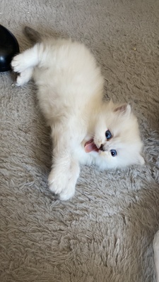 Wunderschöne Britisch Kurzhaar Kitten weiß mit blauen Augen, BKH Jungtier - Kater