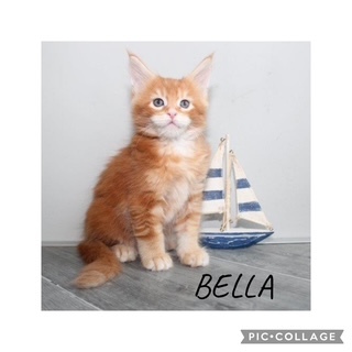 Wunderschöne Maine Coon Kitten mit Stambaum, Maine Coon Jungtier - Kater