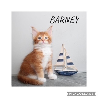 Wunderschöne Maine Coon Kitten mit Stambaum, Maine Coon Jungtier - Kater