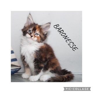 Wunderschöne Maine Coon Kitten mit Stambaum, Maine Coon Jungtier - Kater