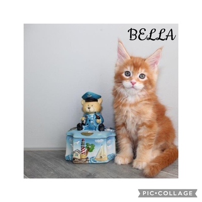 Wunderschöne Maine Coon Kitten mit Stambaum, Maine Coon Jungtier - Kater