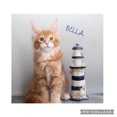 Wunderschöne Maine Coon Kitten mit Stammbaum, Maine Coon Jungtier - Katze