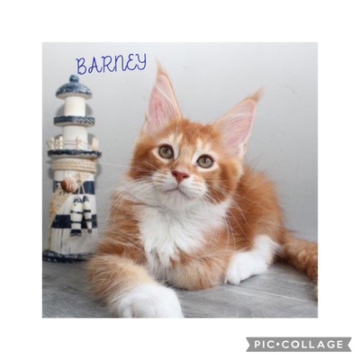 Wunderschöne Maine Coon Kitten mit Stammbaum, Maine Coon Jungtier - Katze