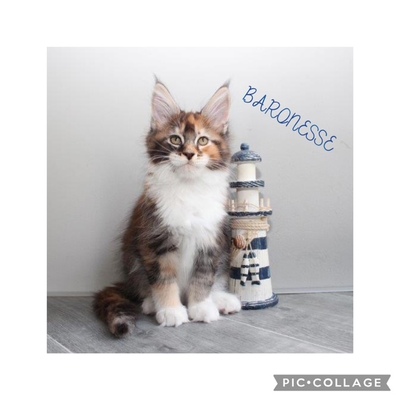 Wunderschöne Maine Coon Kitten mit Stammbaum, Maine Coon Jungtier - Katze