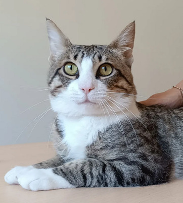 Wunderschöner Colombo sucht DRINGEND ein Zuhause, EKH - Kater