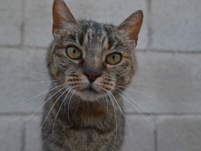 Xaima geb. Mai 2022, EKH - Katze